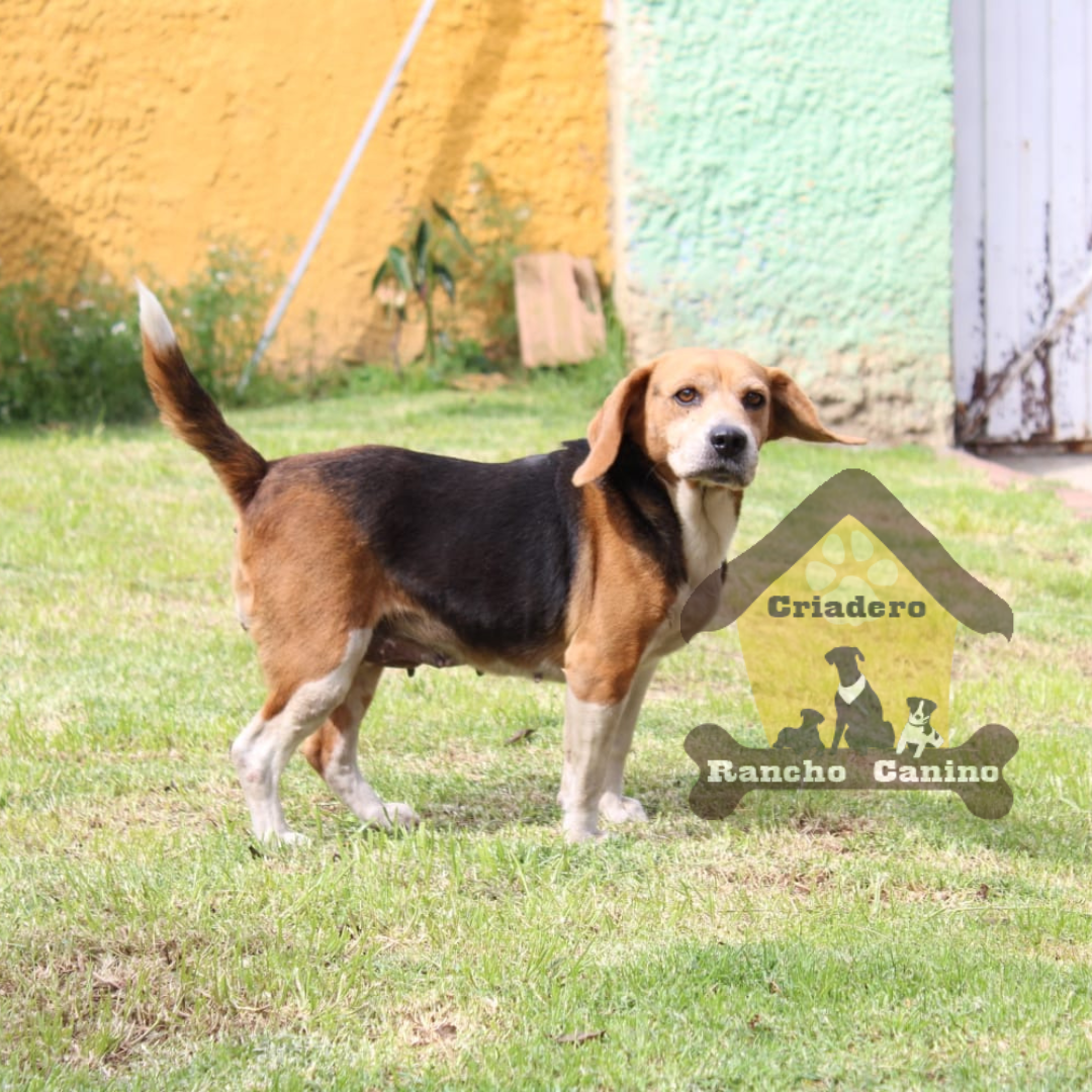 Cachorros en venta Bogotá