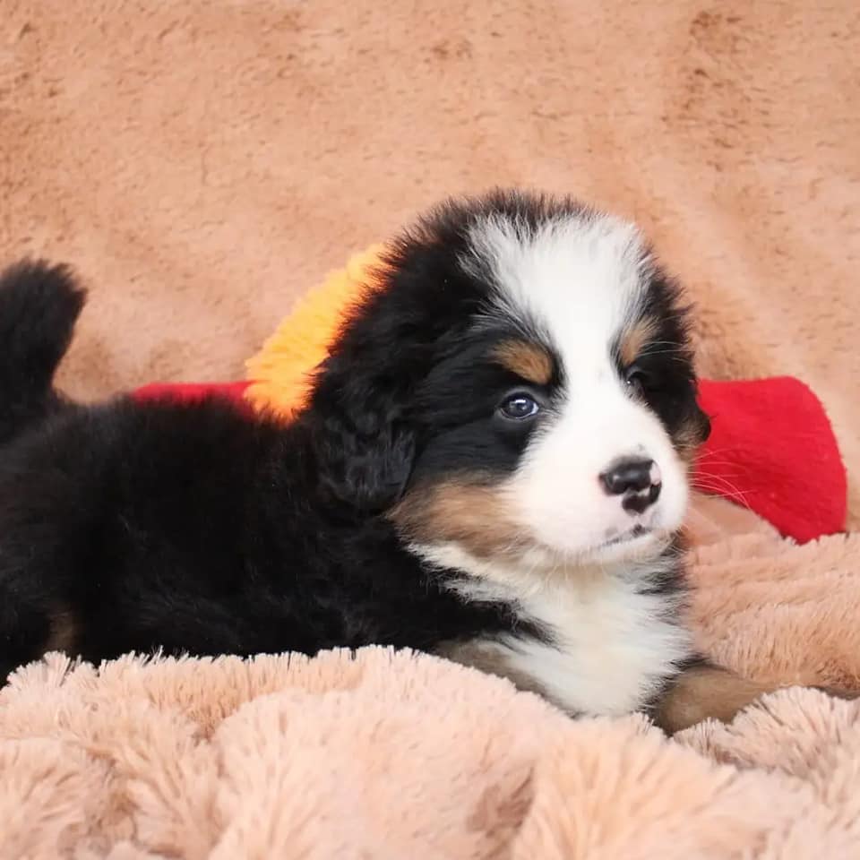 Cachorros en venta Bogotá