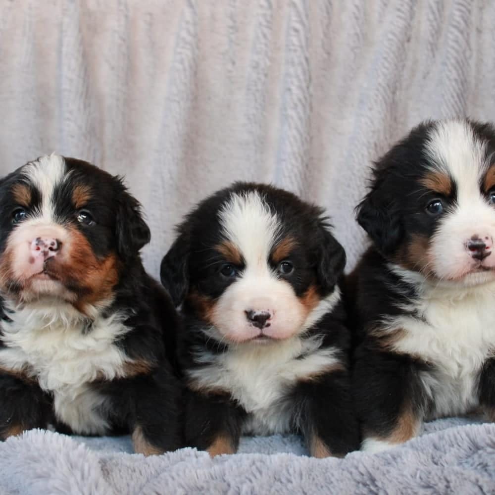 Cachorros en venta Bogotá