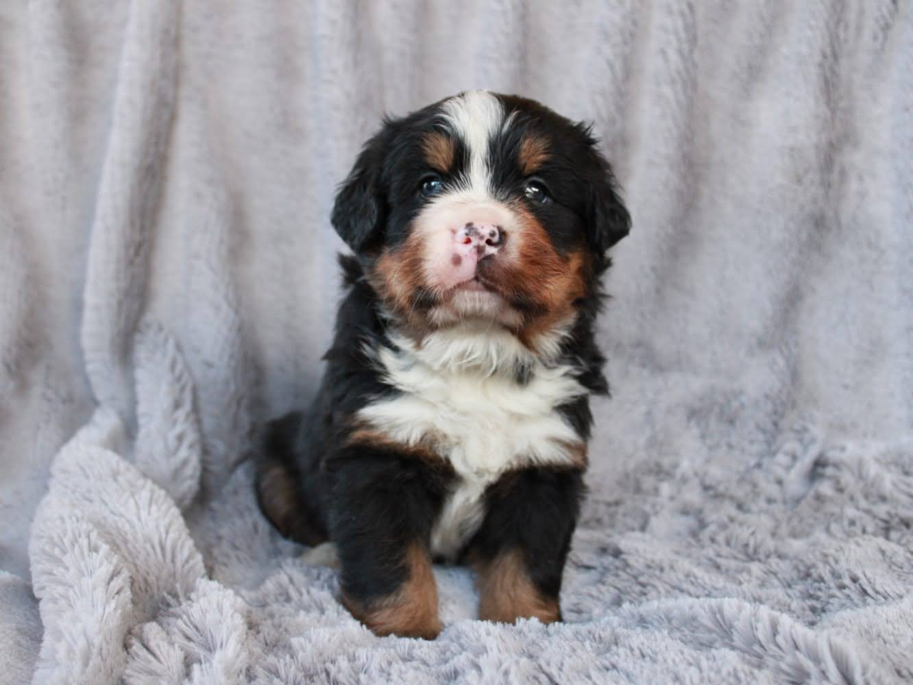 Cachorros en venta Bogotá
