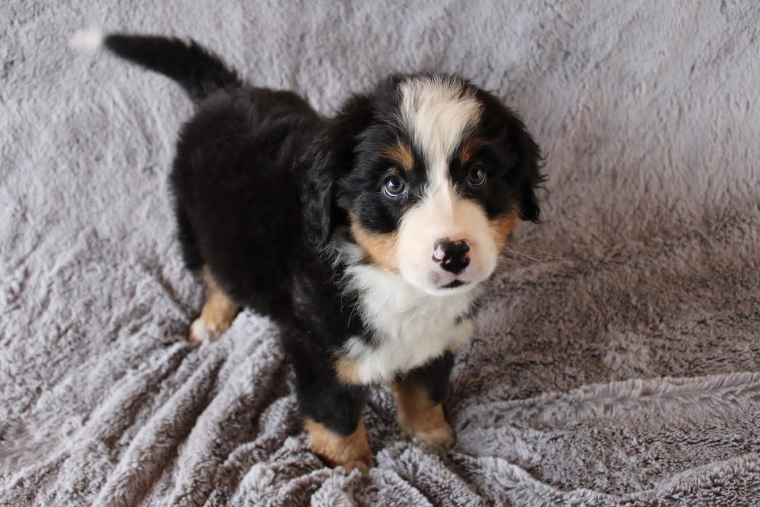 Cachorros en venta Bogotá