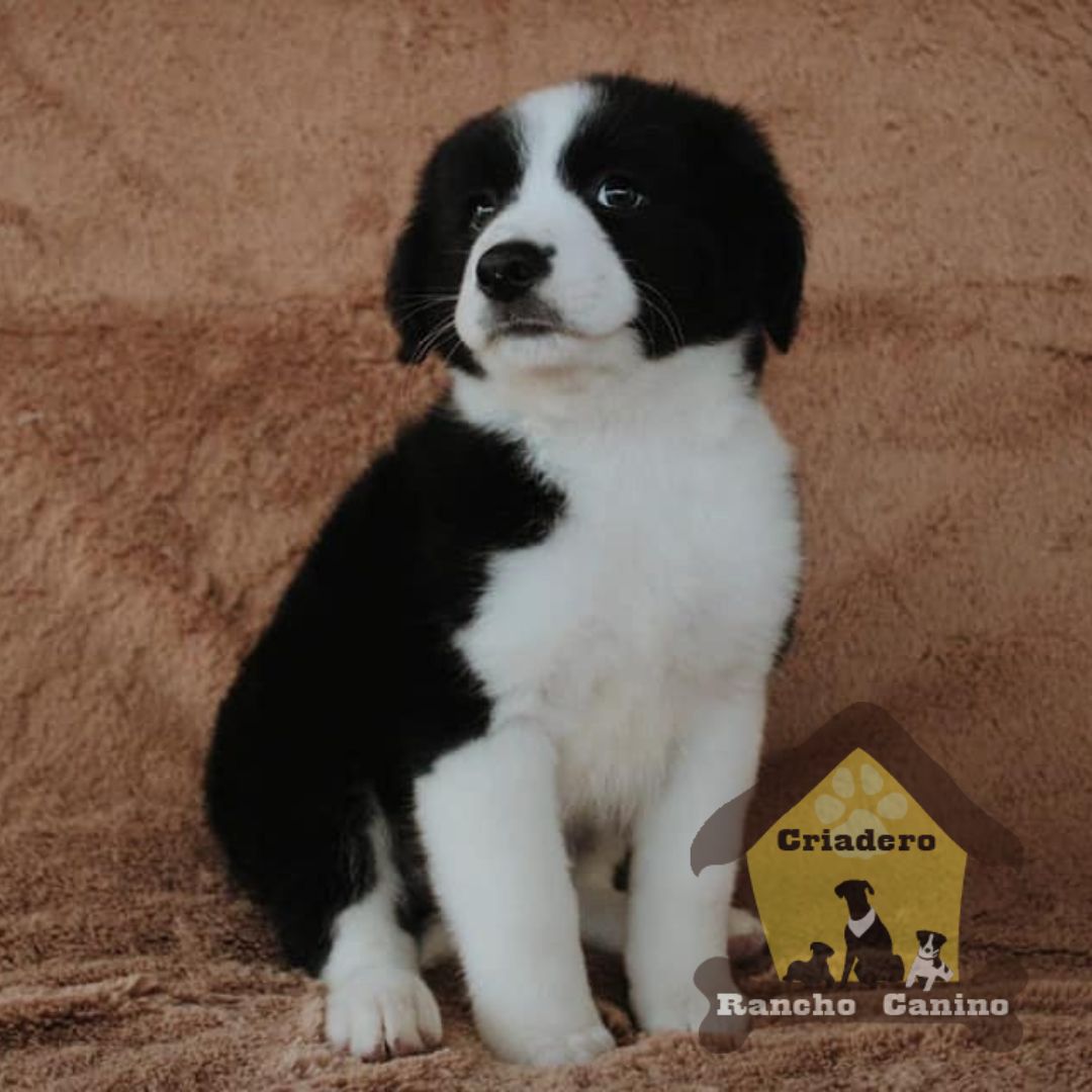 Cachorros en venta Bogotá