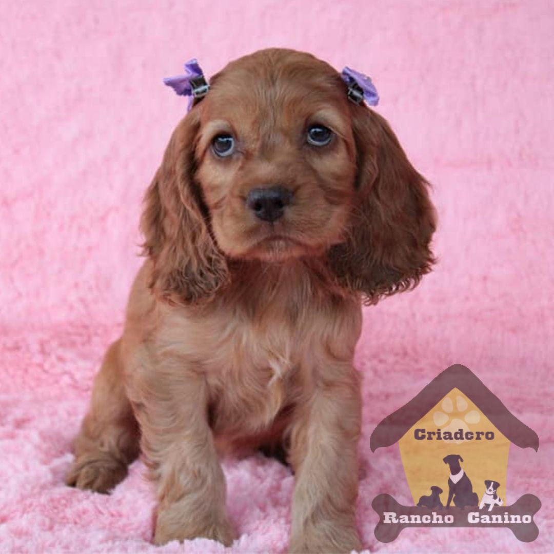 Cachorros en venta Bogotá
