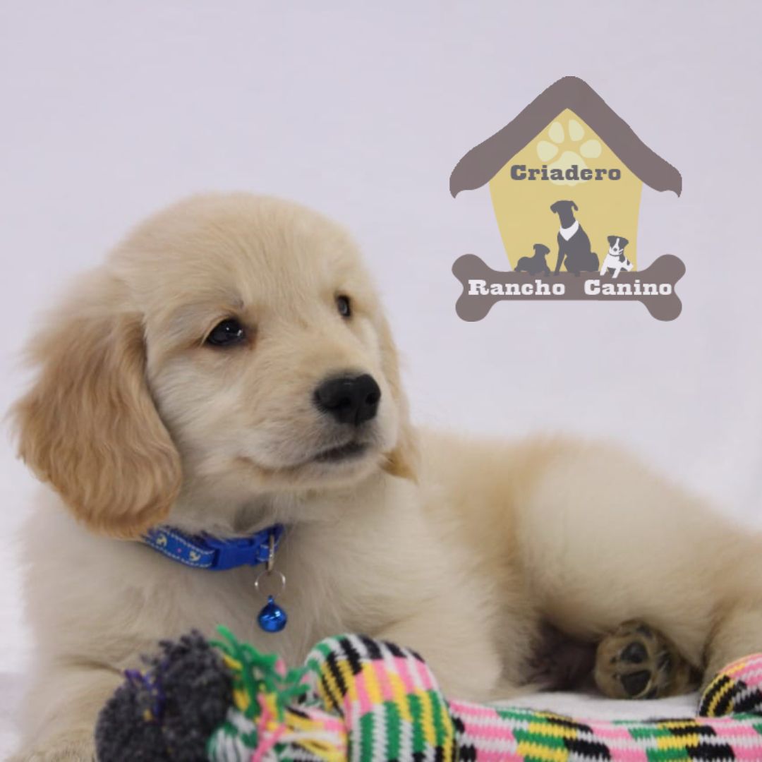 Cachorros en venta Bogotá