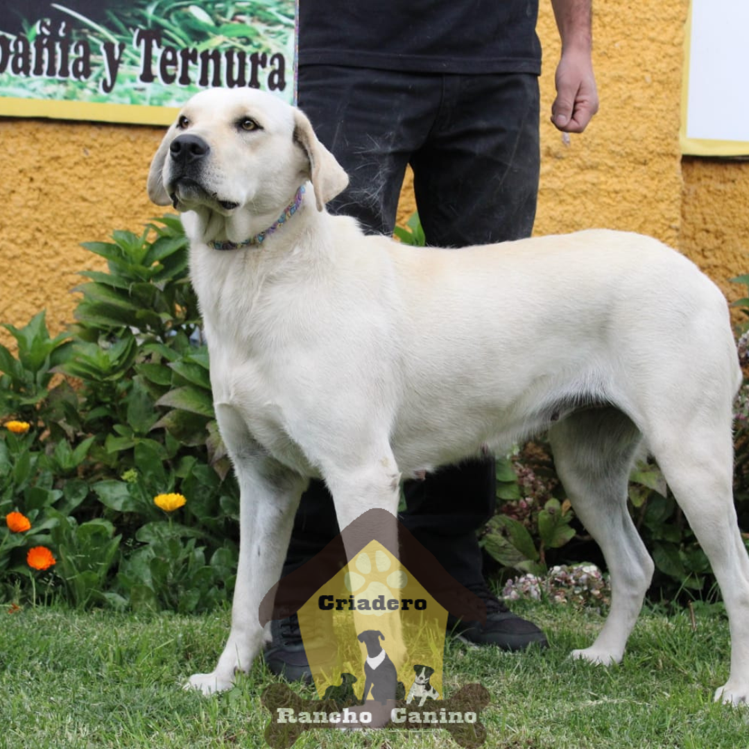 Cachorros en venta Bogotá