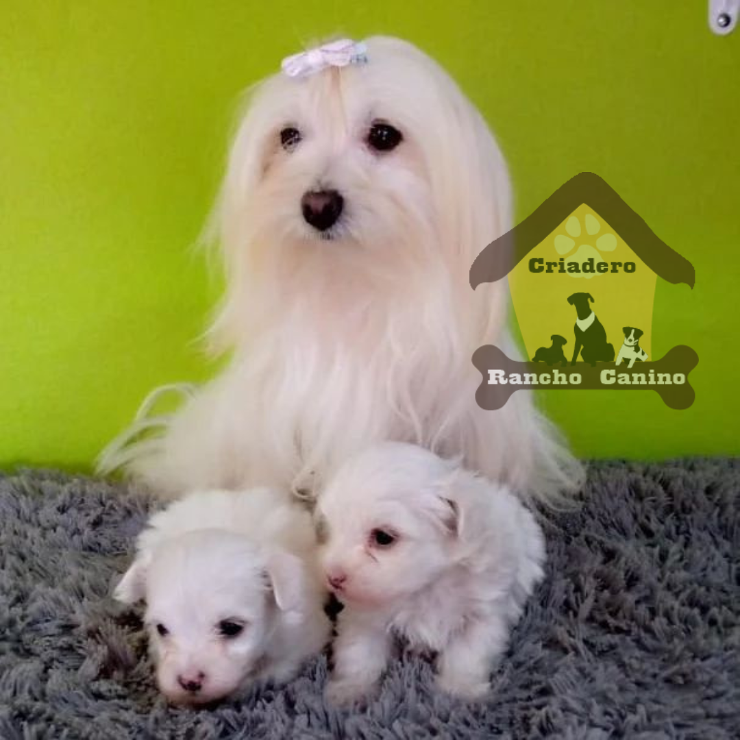 Cachorros en venta Bogotá