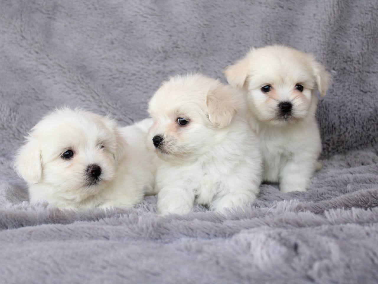 Cachorros en venta Bogotá