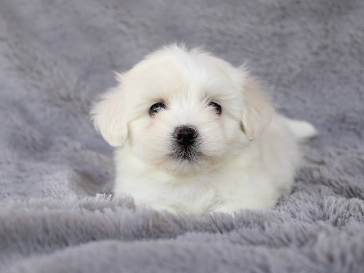 Cachorros en venta Bogotá