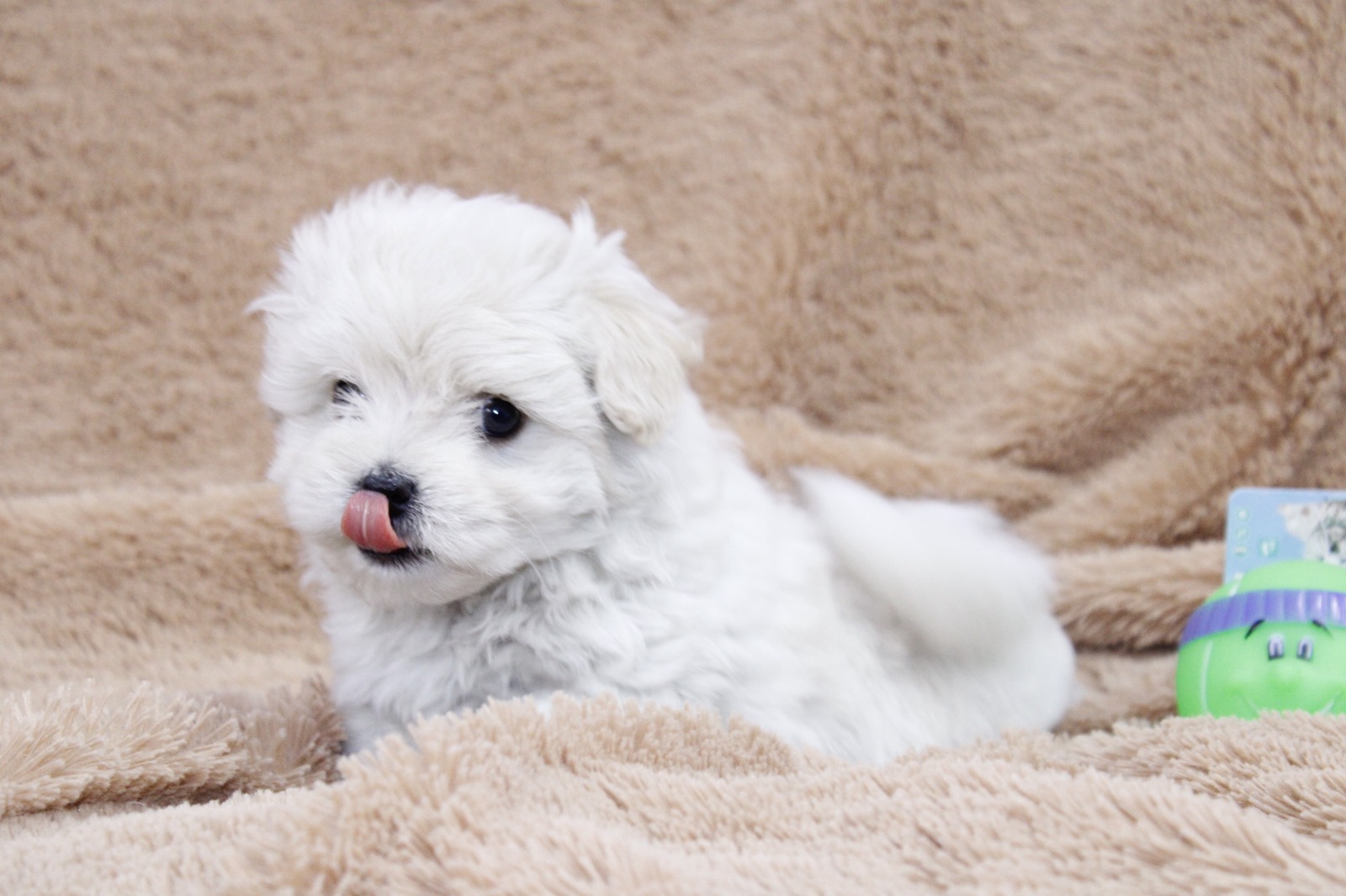 Cachorros en venta Bogotá
