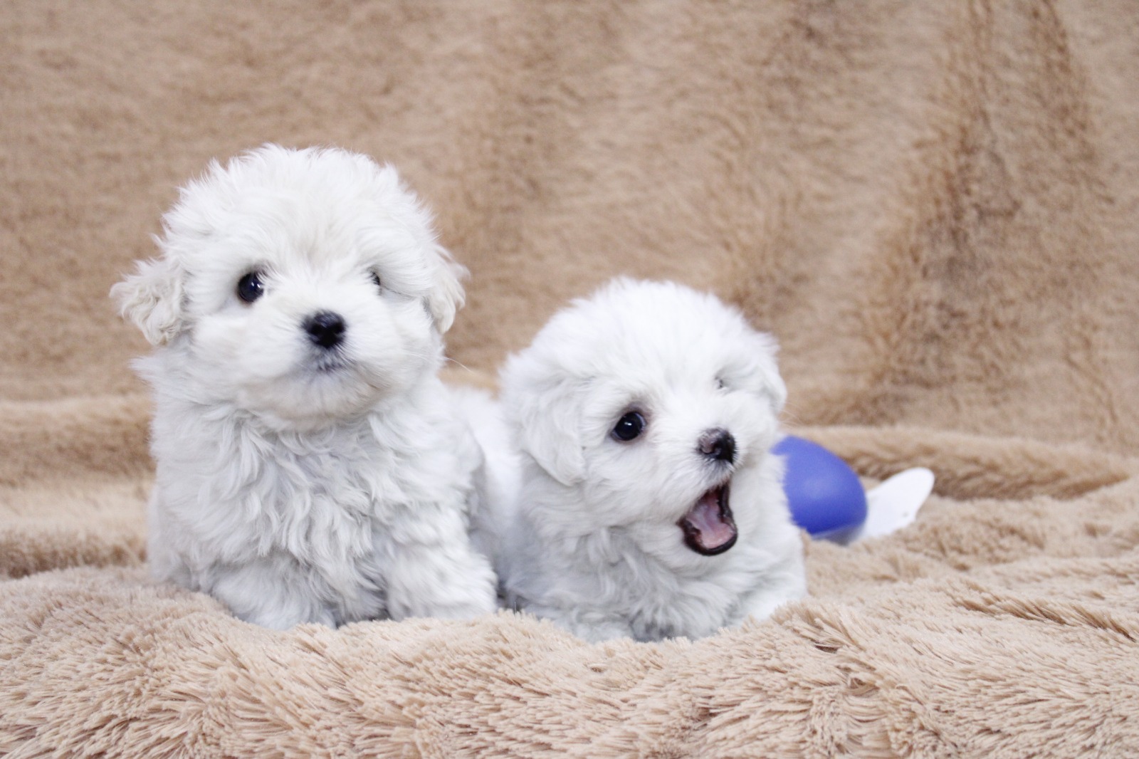 Cachorros en venta Bogotá