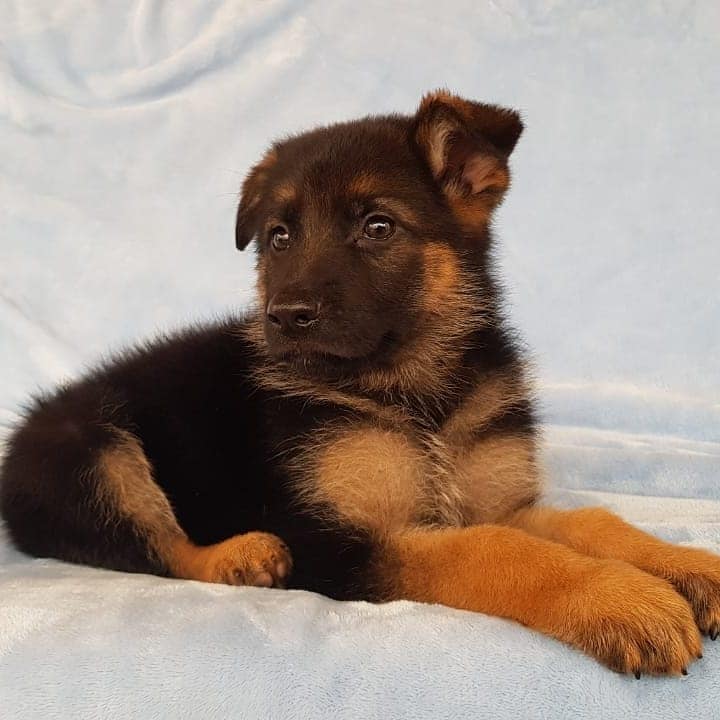 Cachorros en venta Bogotá