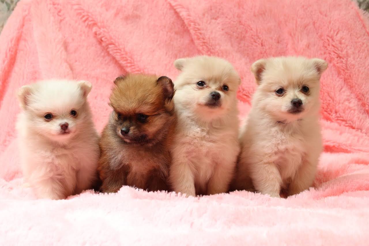 Cachorros en venta Bogotá
