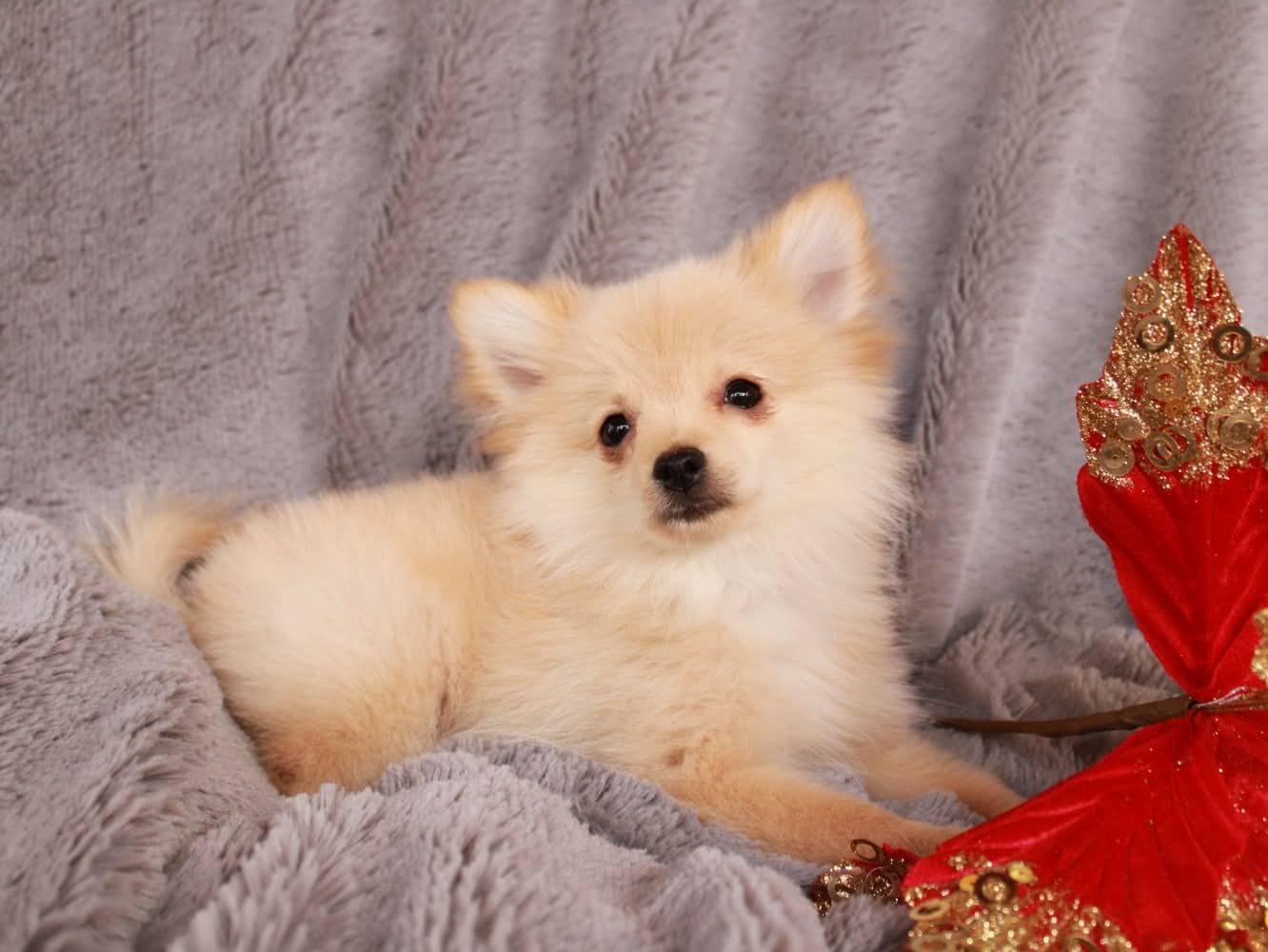Cachorros en venta Bogotá