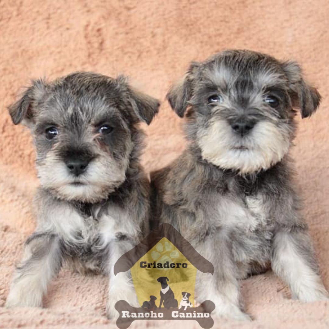 Cachorros en venta Bogotá