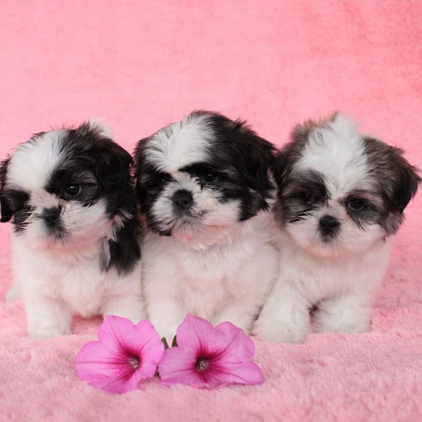 Cachorros en venta Bogotá