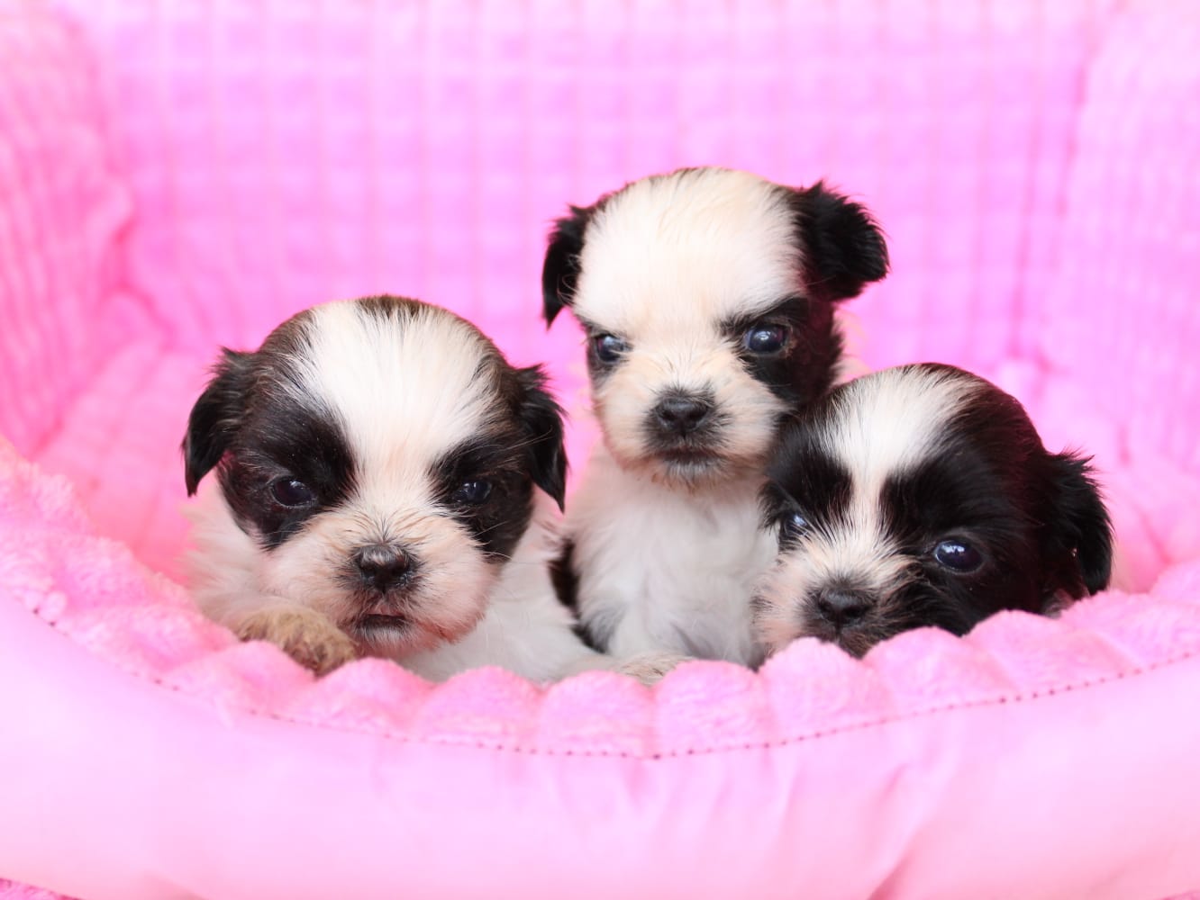 Cachorros en venta Bogotá