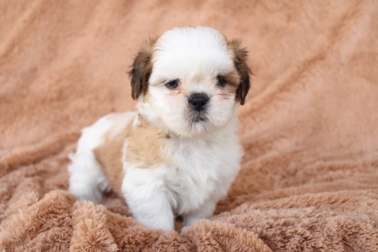 Cachorros en venta Bogotá