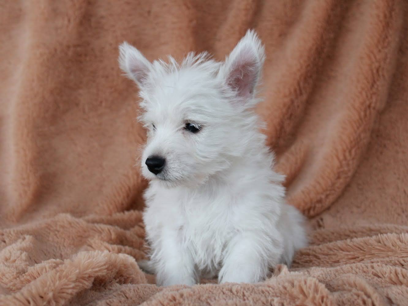 Cachorros en venta Bogotá