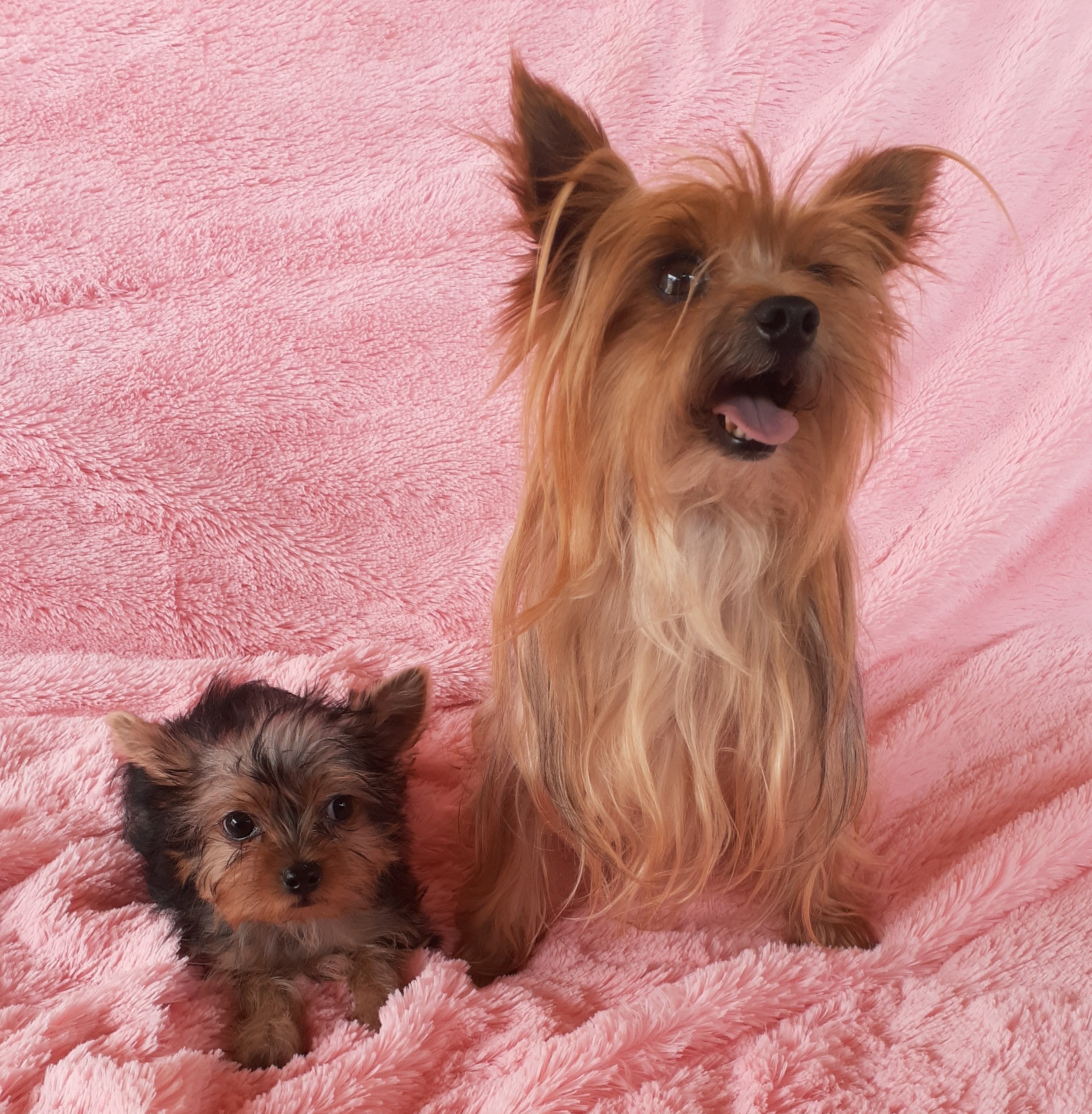 Cachorros en venta Bogotá