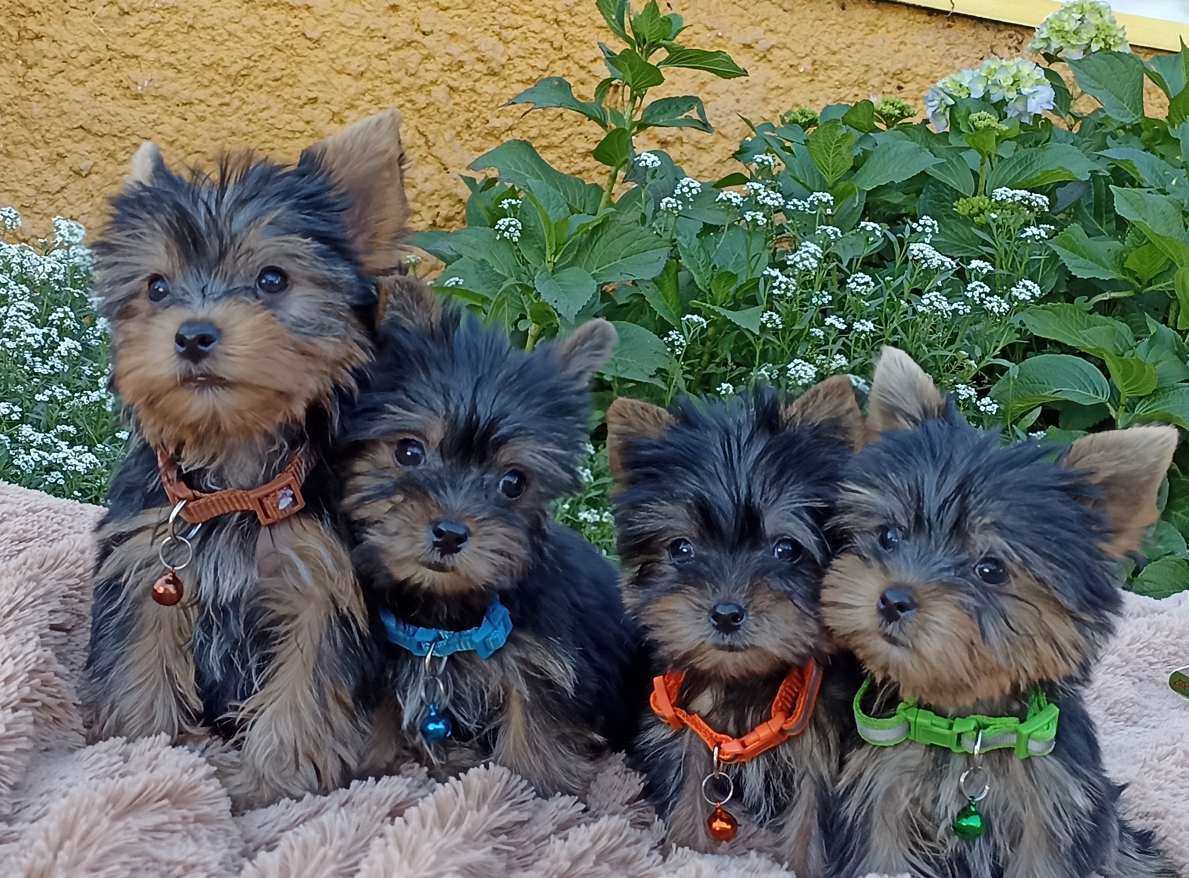 Cachorros en venta Bogotá