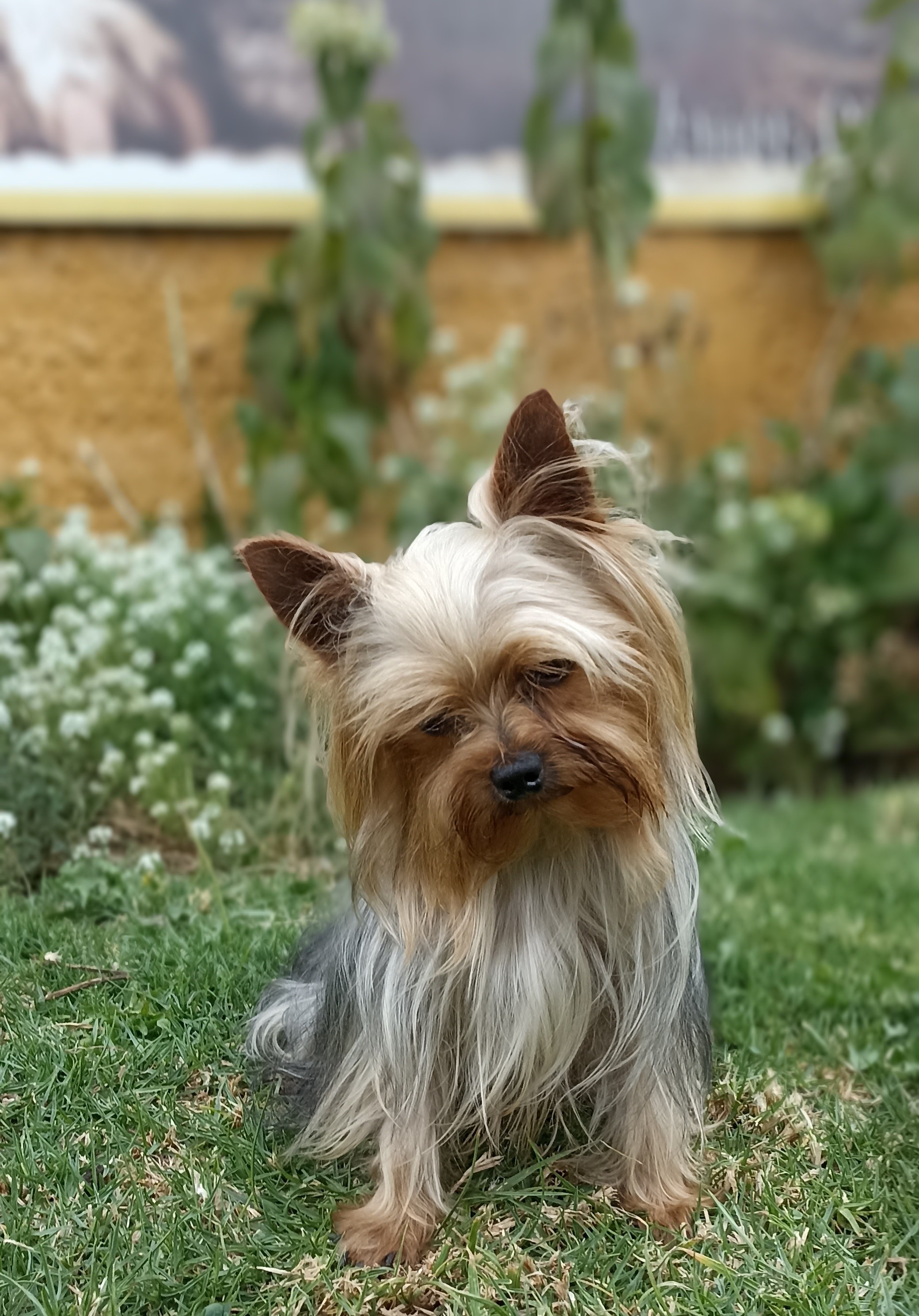 Cachorros en venta Bogotá
